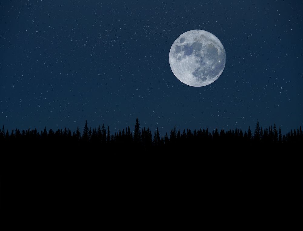 Super moon over night forest