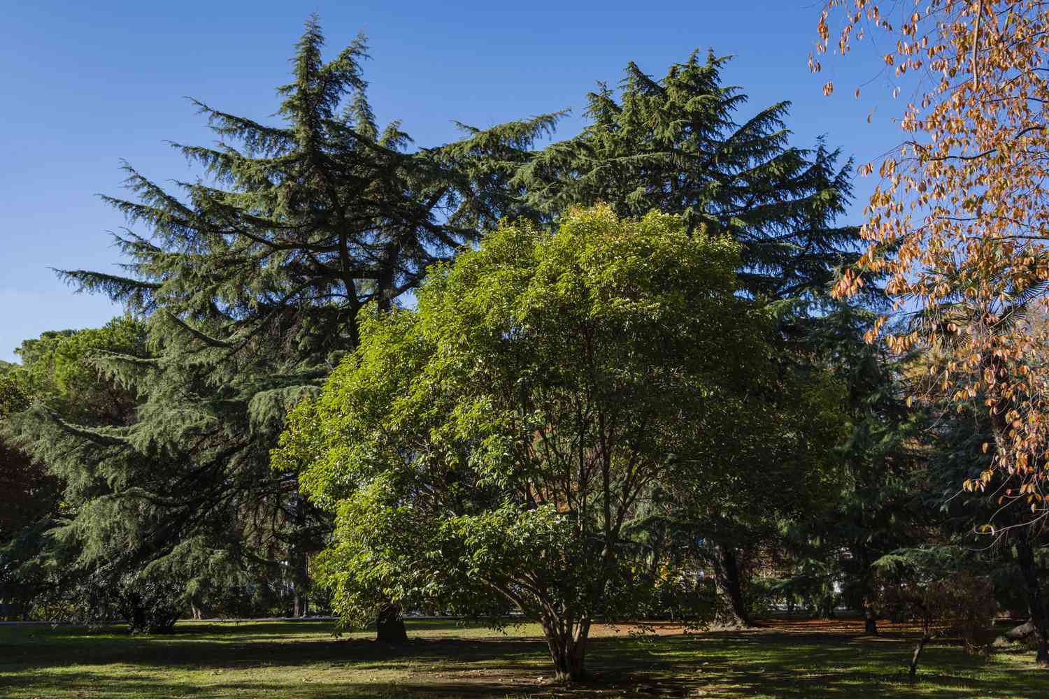 trees in an open field