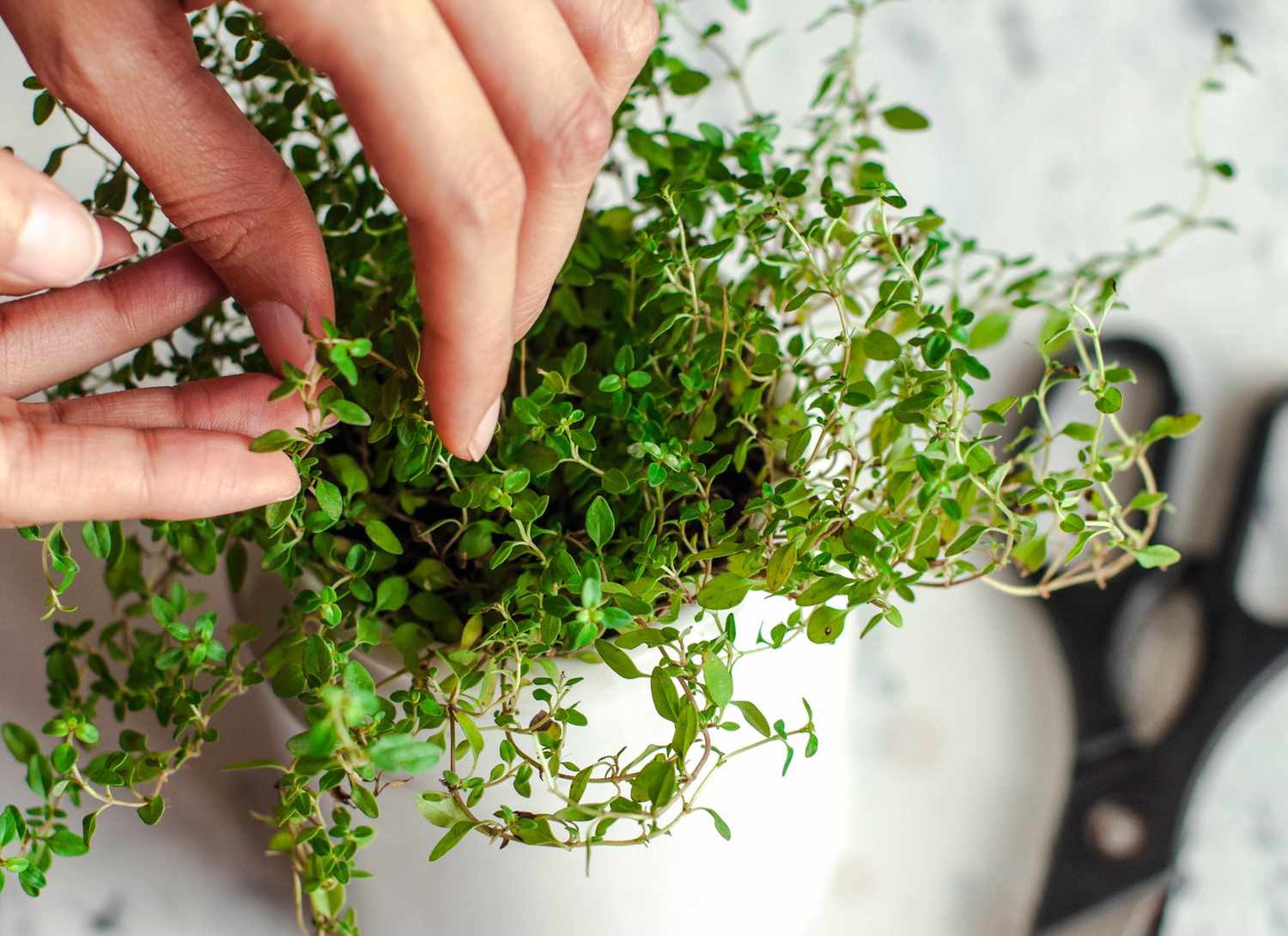 woman inspecting fresh thyme in a pot