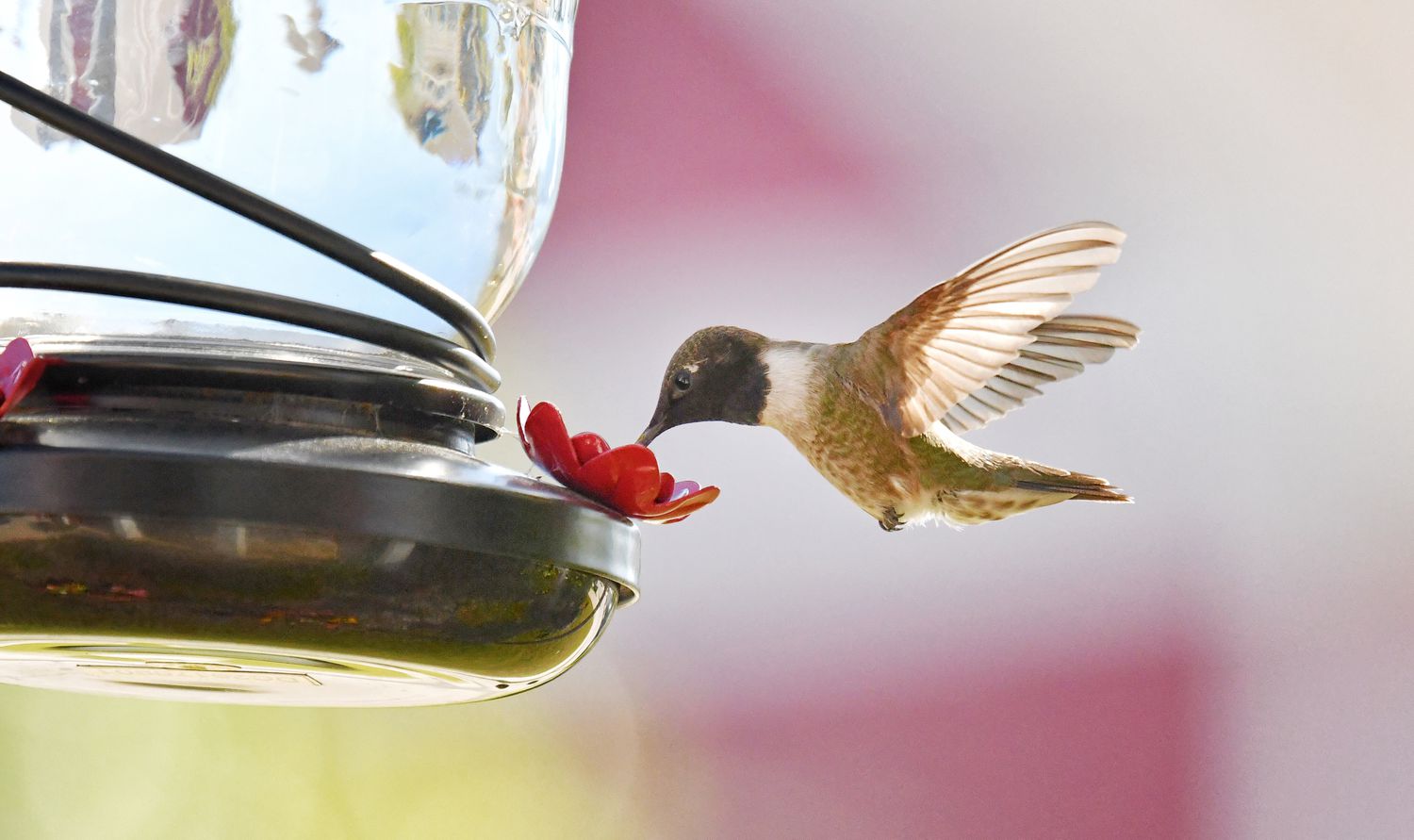 hummingbird at feeder