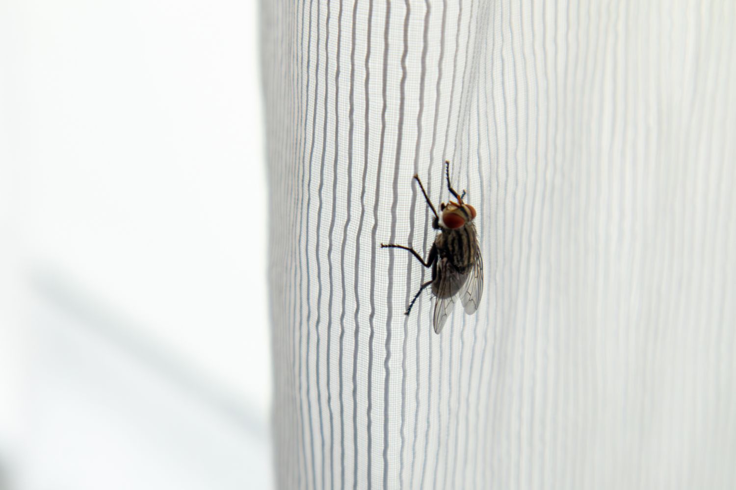 A housefly on a striped fabric surface