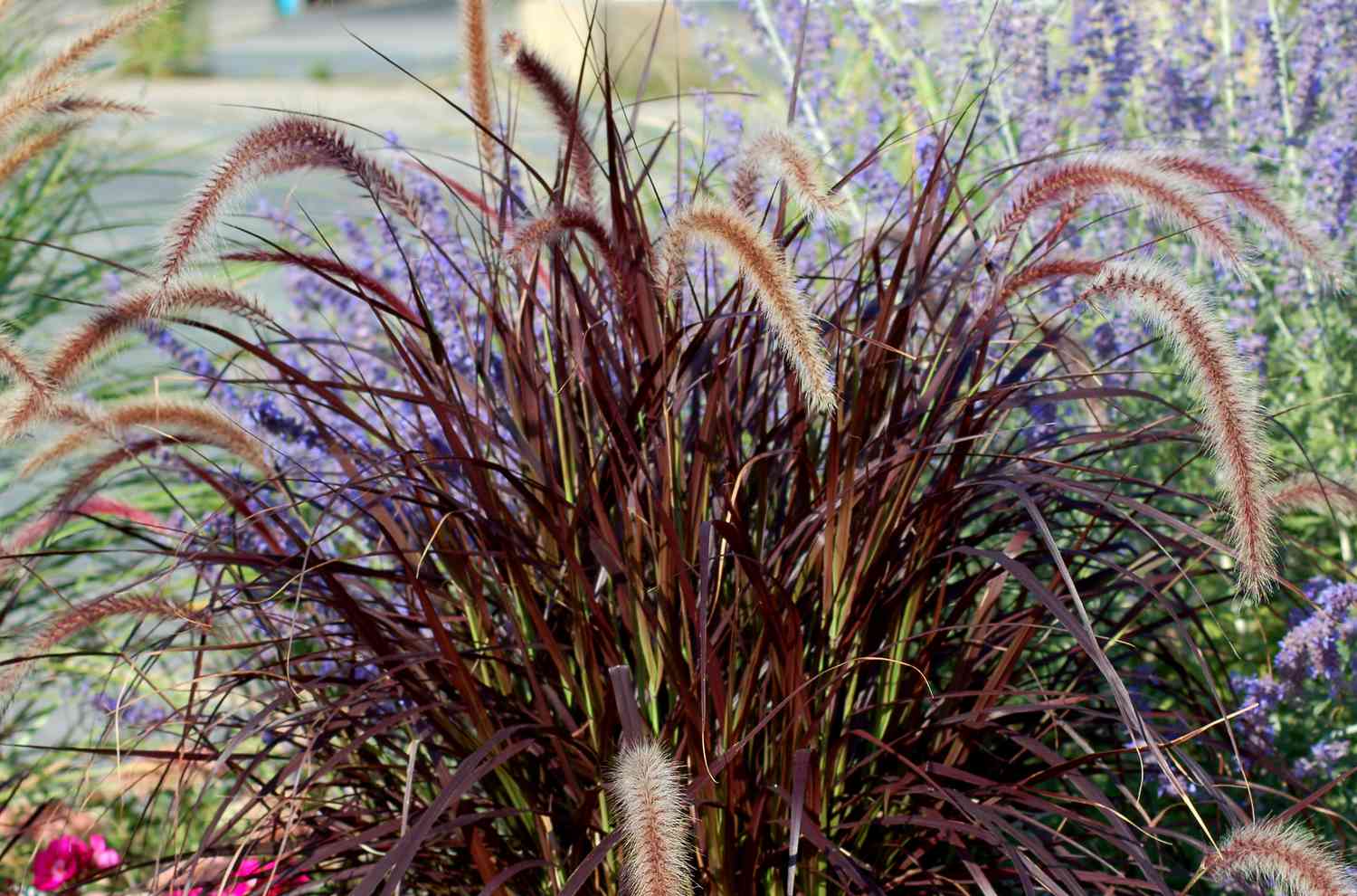 Image: purple fountain grass.