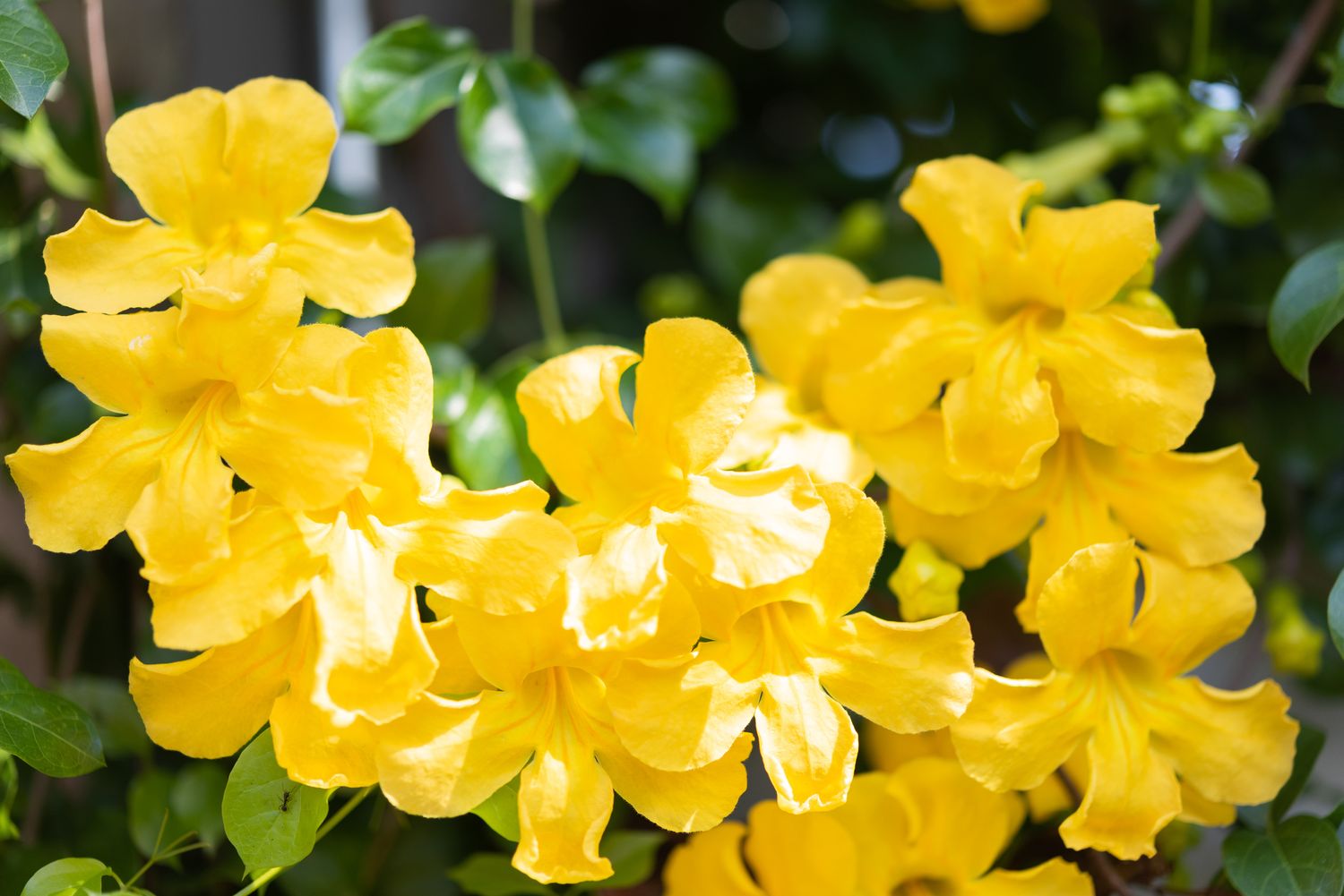 Close-up of yellow flowers of cat's claw vine