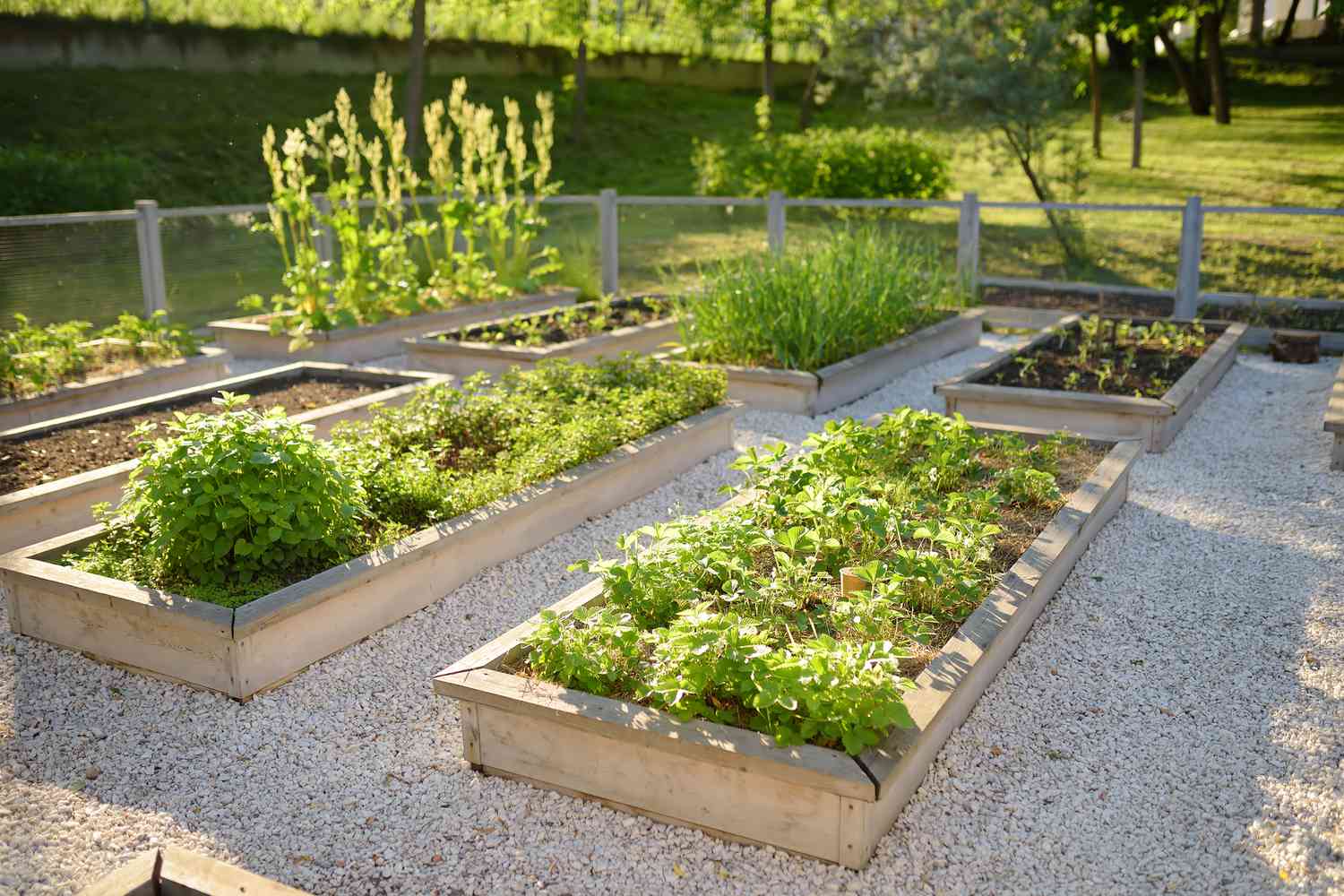 Raised beds with vegetables 