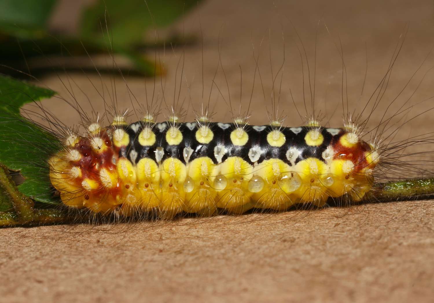A caterpillar with distinctive patterns and spines on a surface resting on a leaf stem
