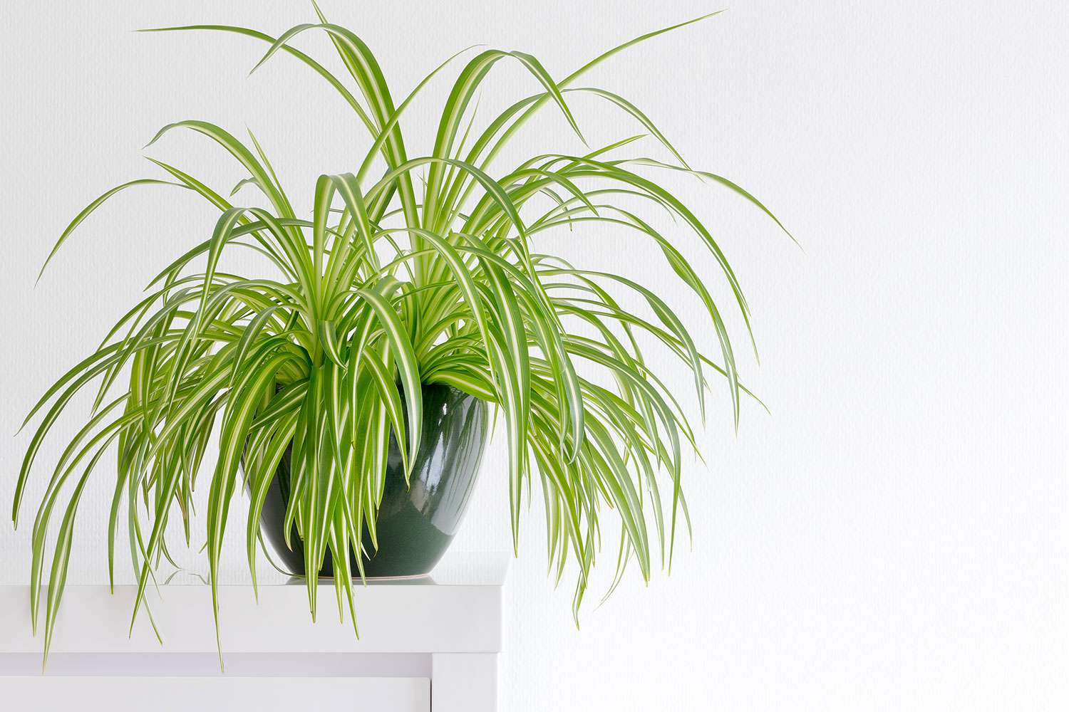 Spider plant on table