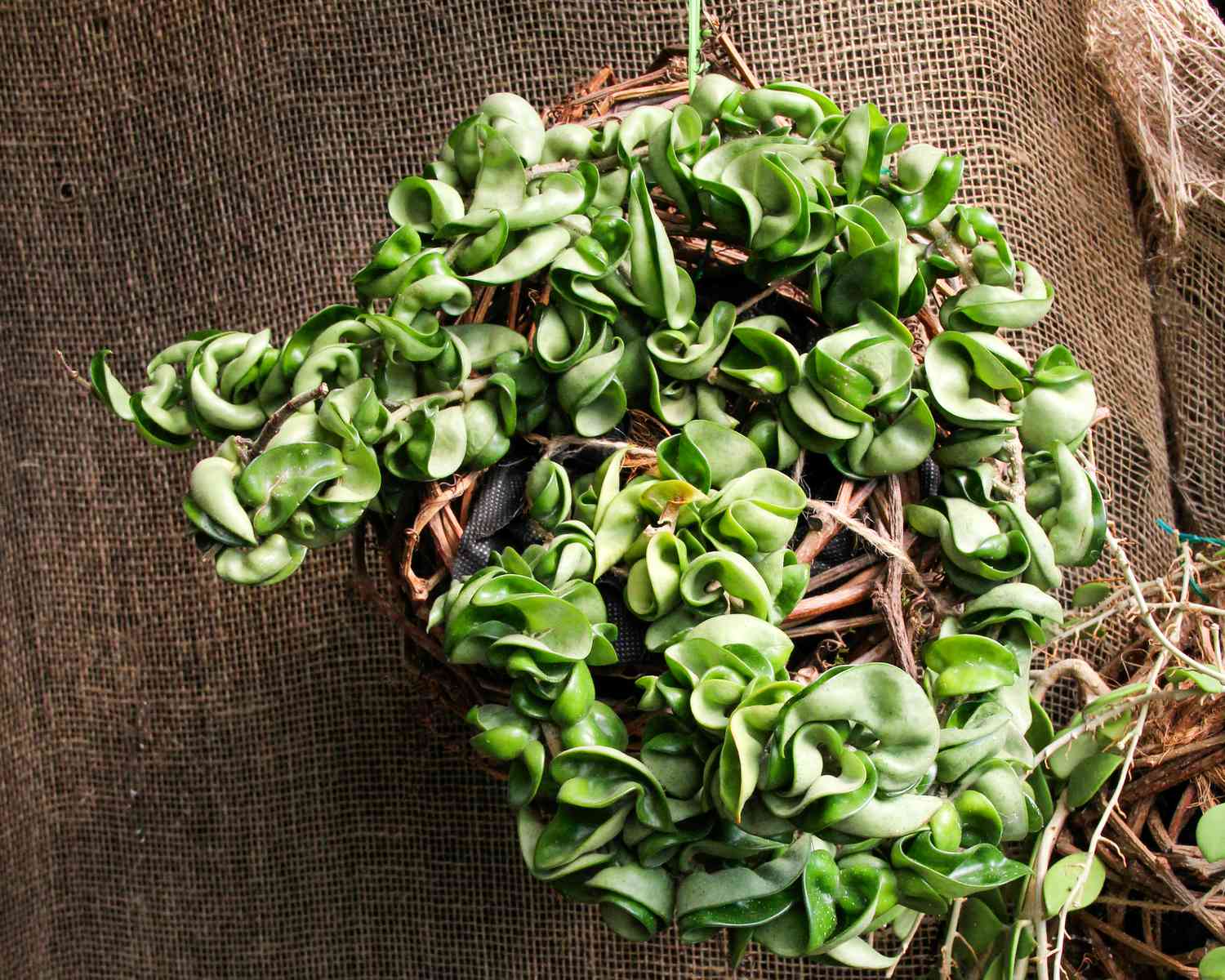 Hoya Rope Plant