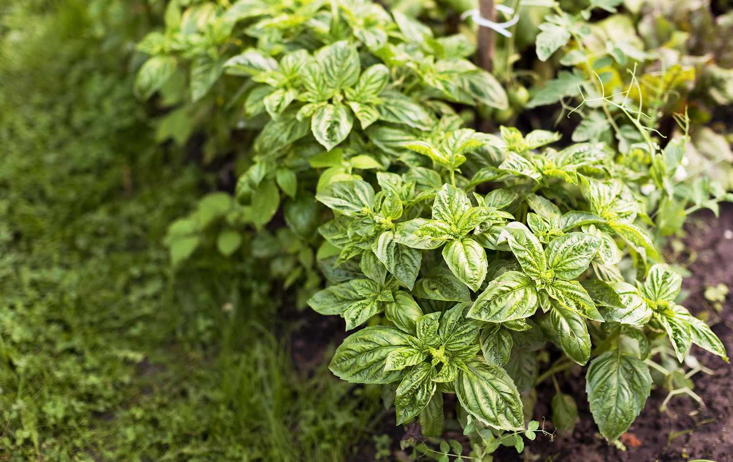 Herb garden with basil