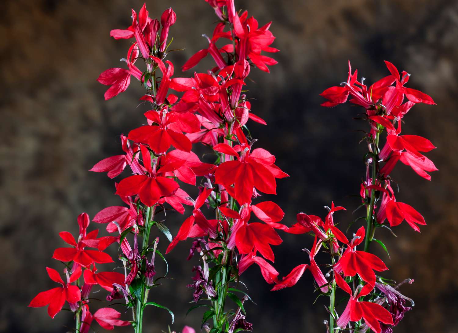 red cardinal flower