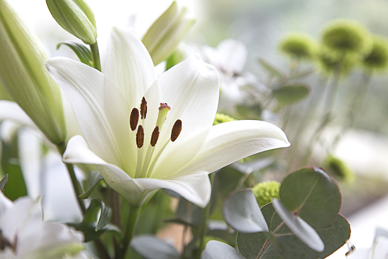 Close up image of a white lily