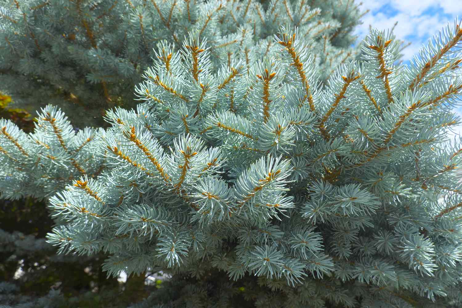 Closeup branches of a conifer tree against a sky background