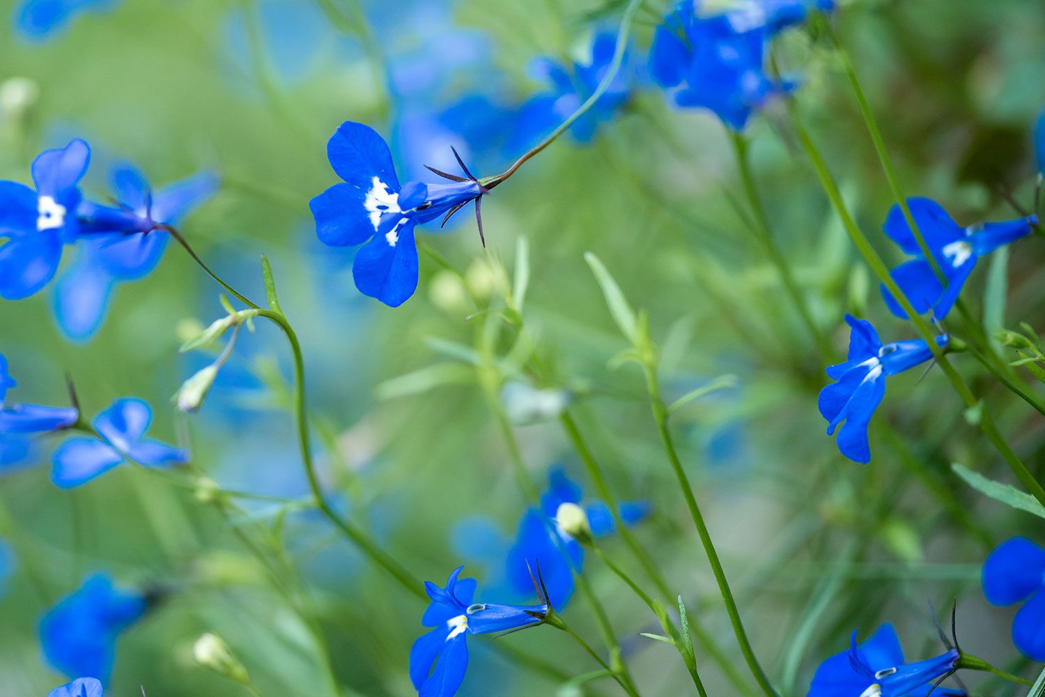 Trailing Lobelia
