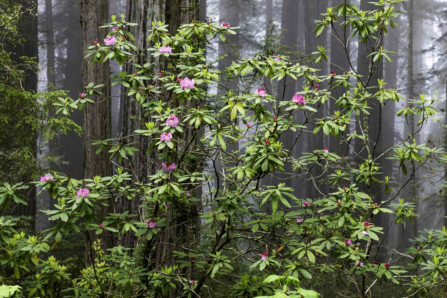 Pacific rhododendron growing in forest