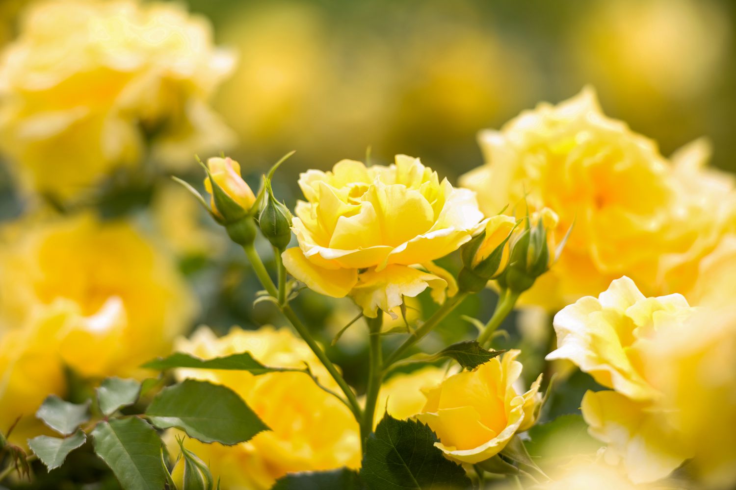 yellow roses
