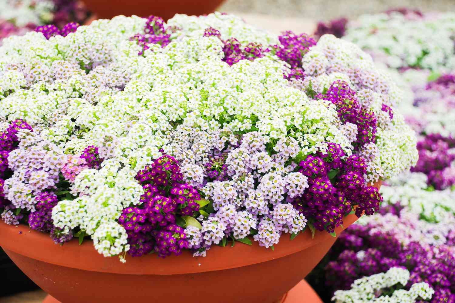 Alyssum flowers