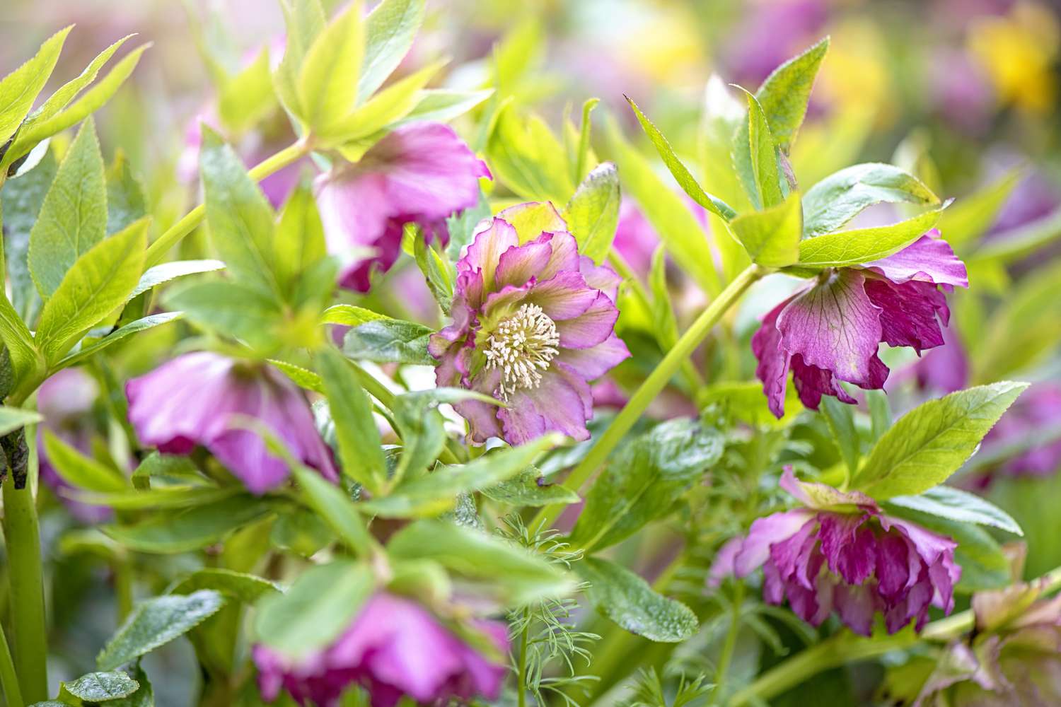 Lenten Rose