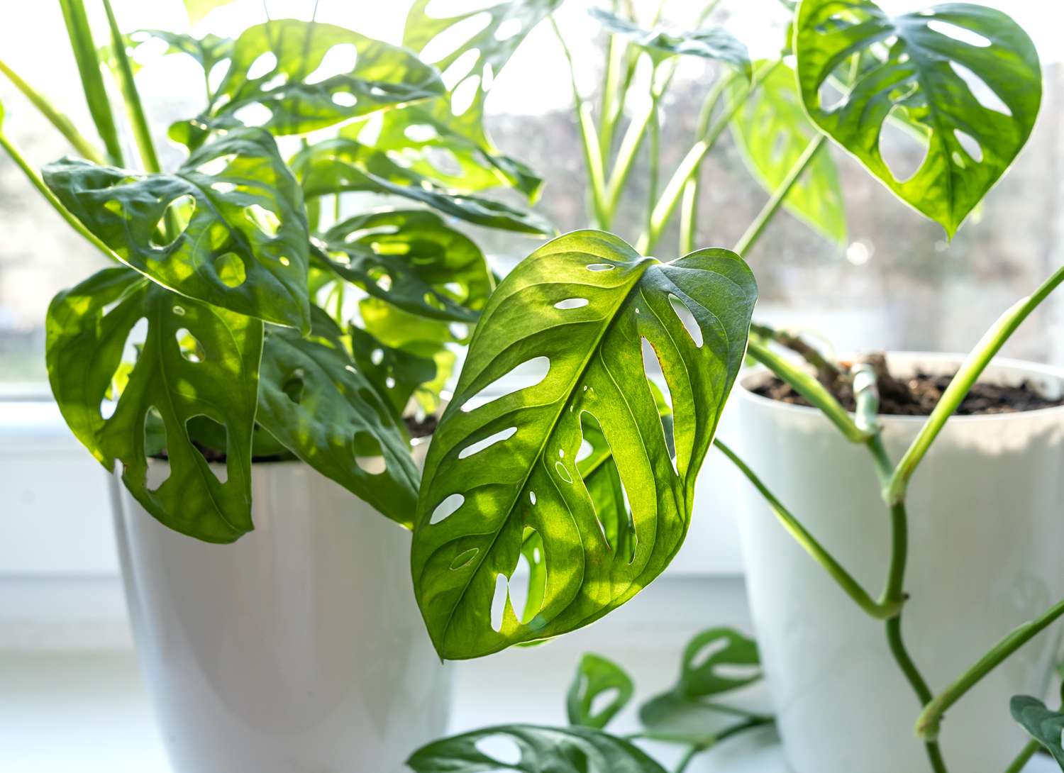 two Monstera plants in white pots near a window