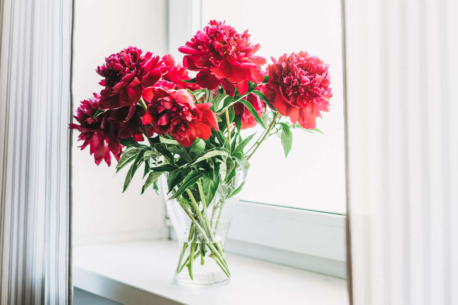 red peonies on windowsill