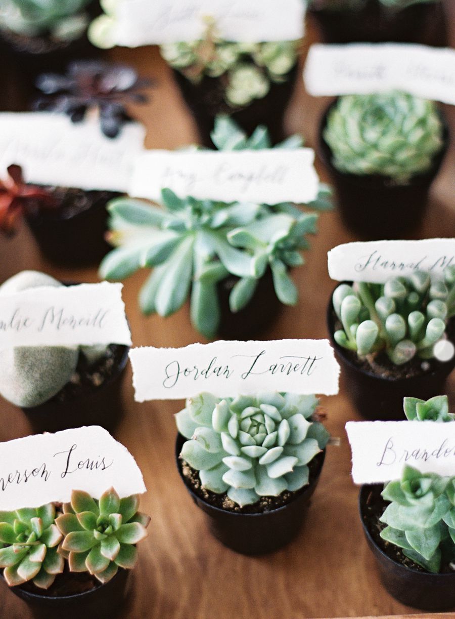plant cupcake wedding favor succulent seating card