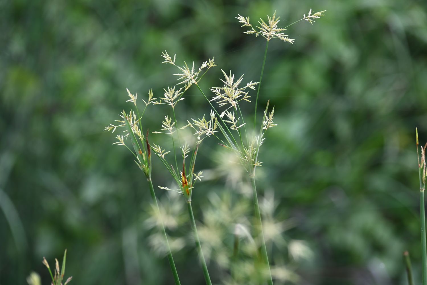 Cyperus rotundus grass