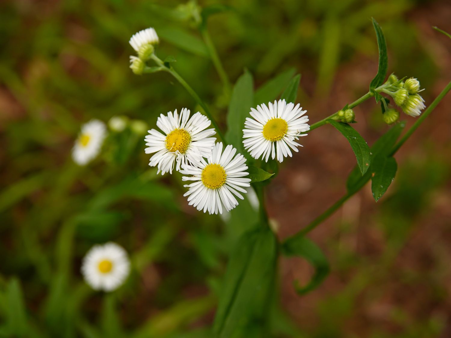 A closeup shot of Erigeron strigosus, prairie fleabane.