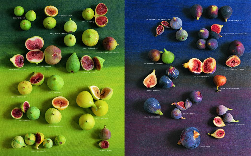 fig glossary