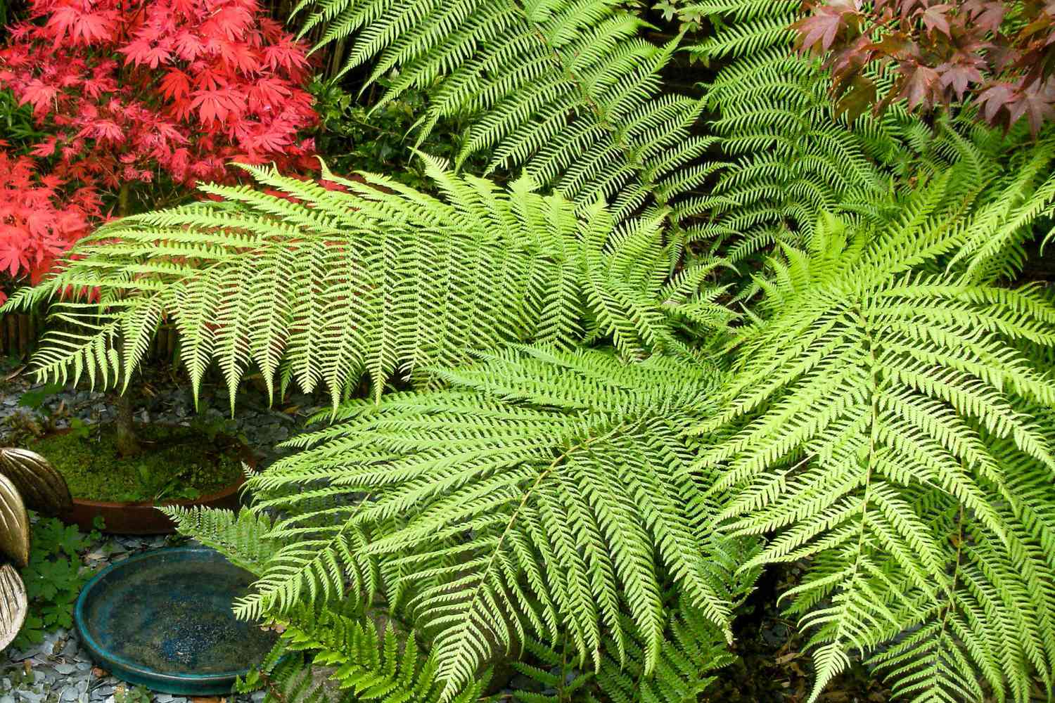 fern in garden
