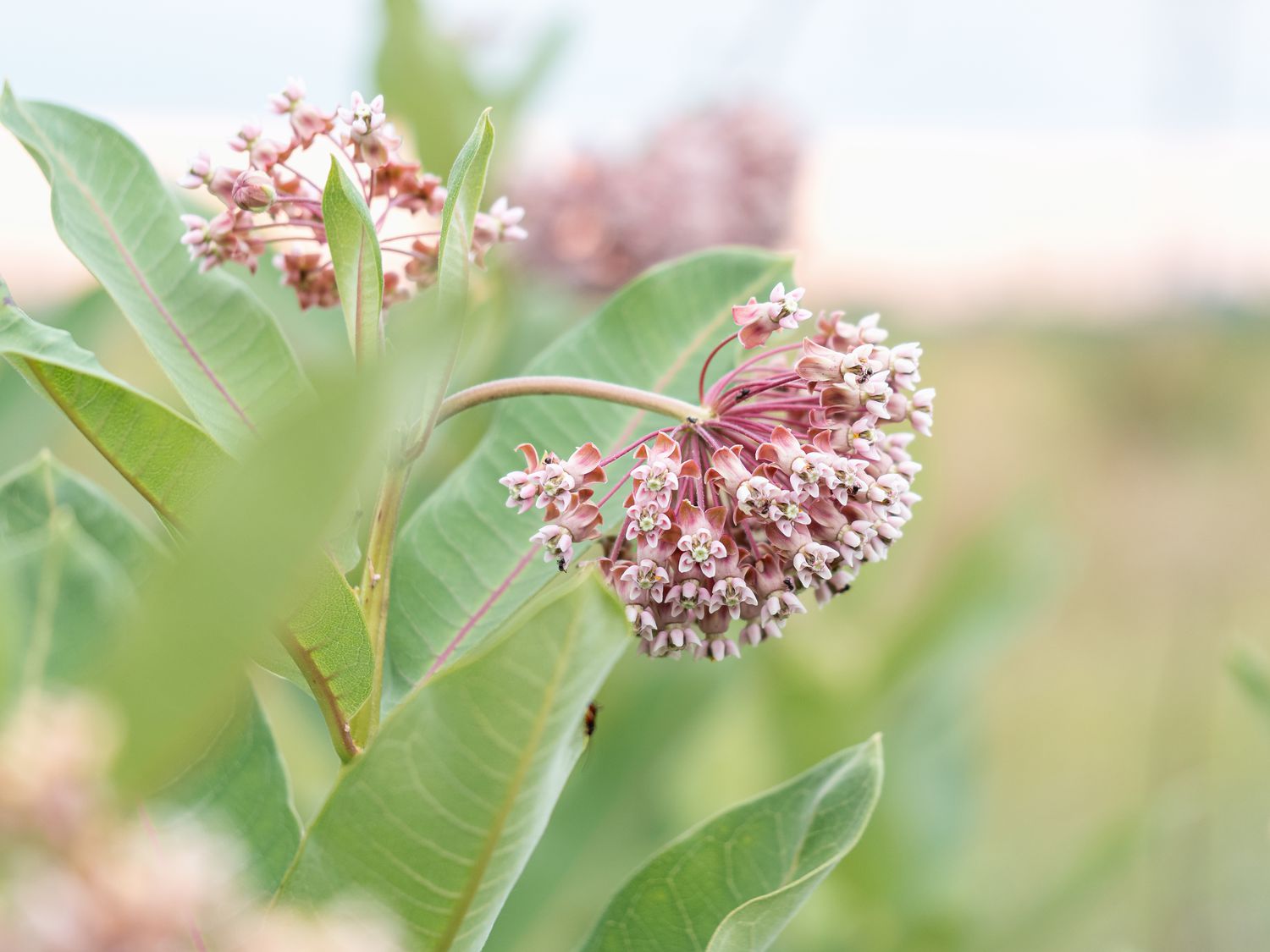 Pink flowers of Milkweeds, Asclepias