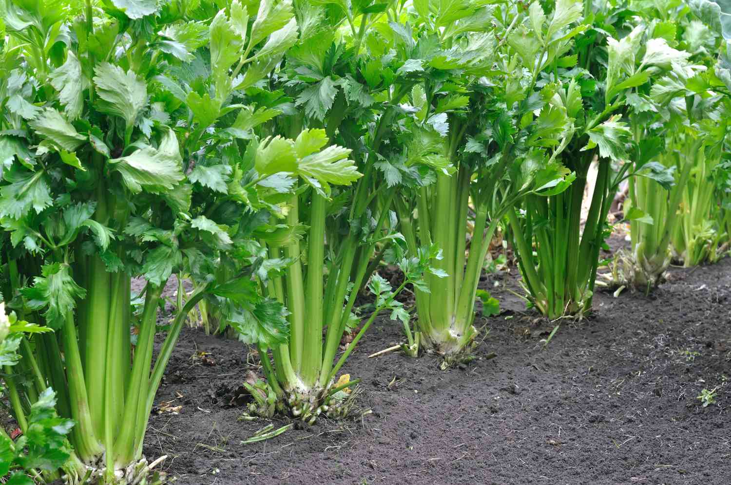 close-up of growing celery plantation (leaf vegetables) in the vegetable garden