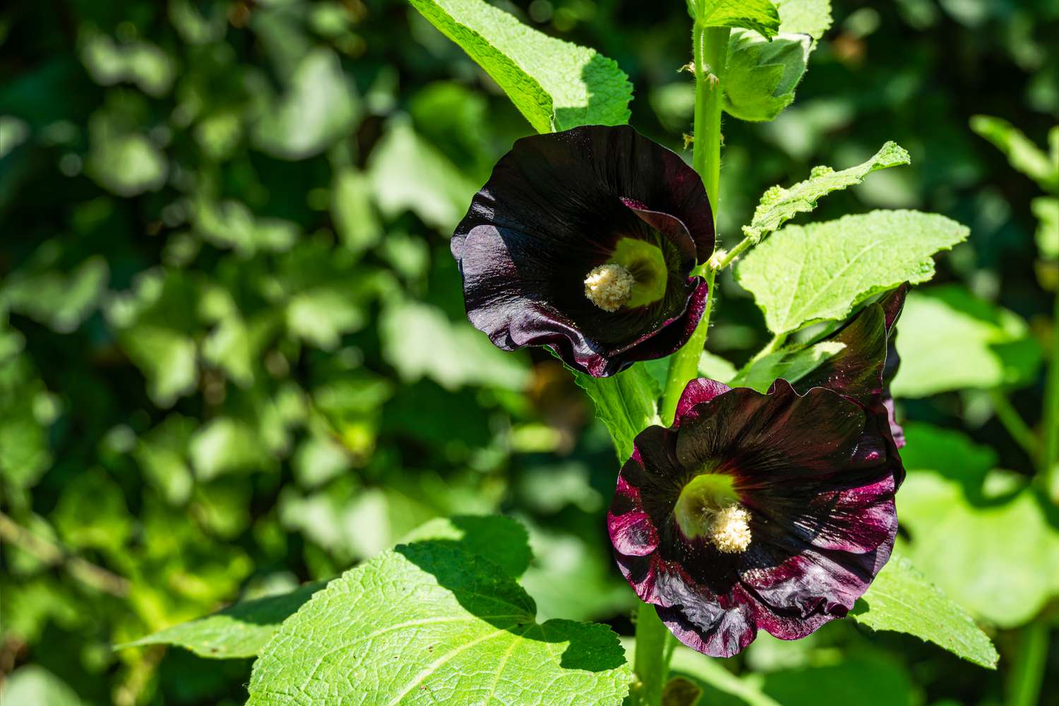 Black Hollyhock