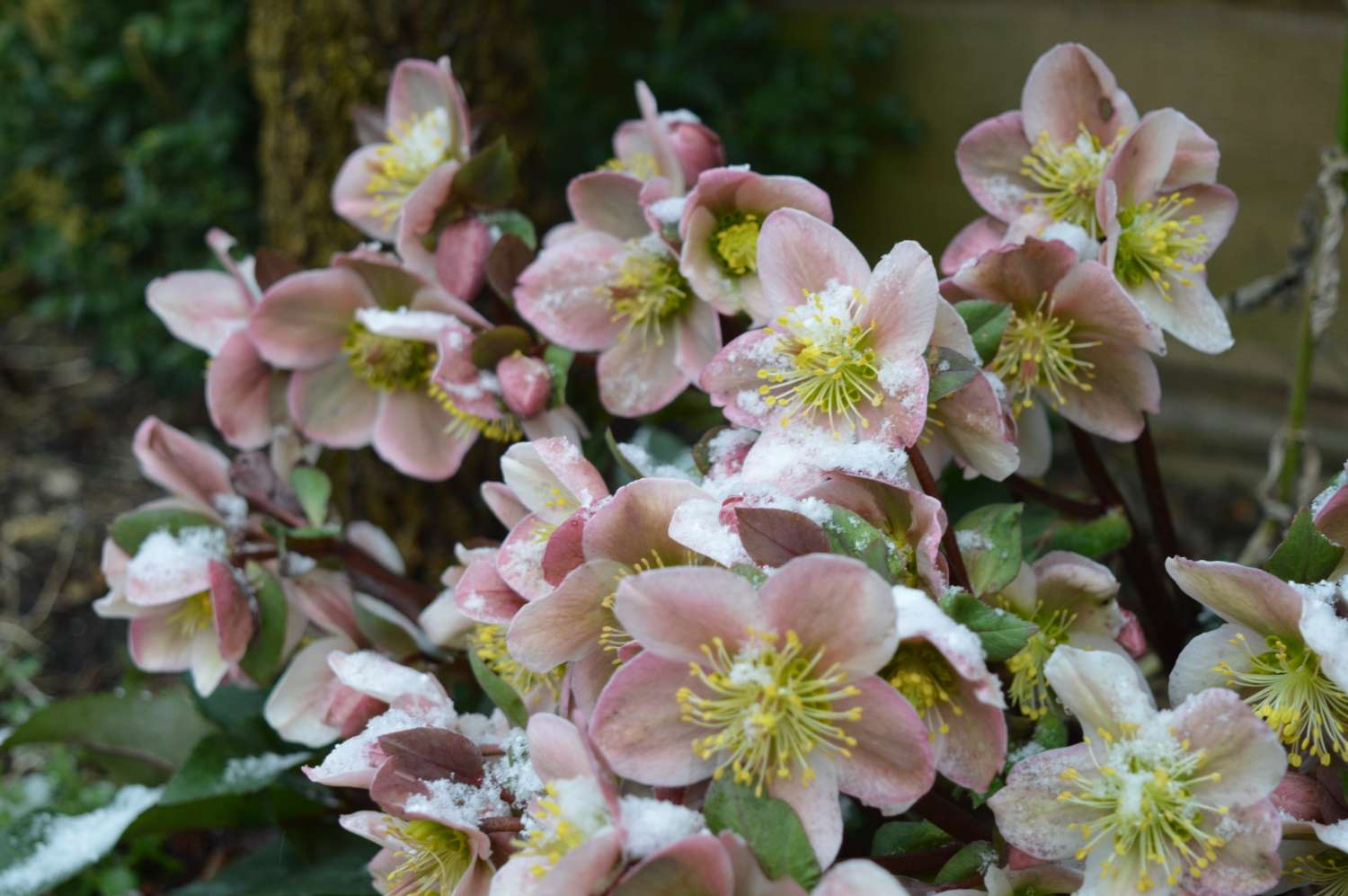 Hellebore flowers with snow on the petals closeup outdoors