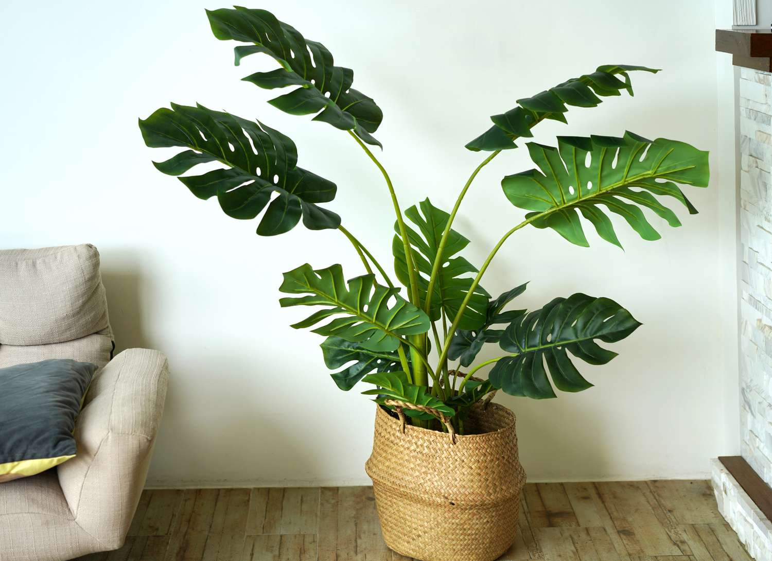 monstera plant in a basket near a sofa