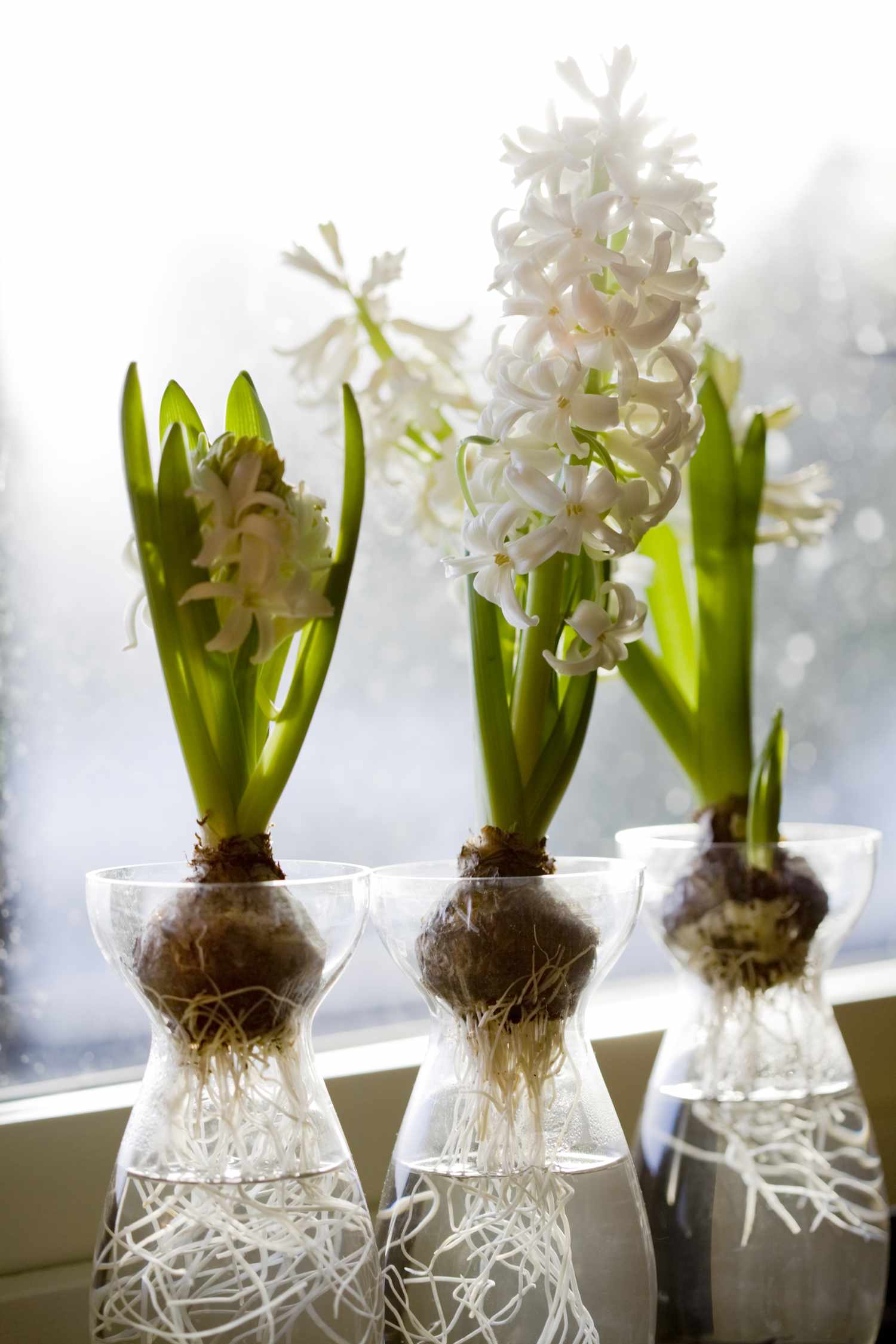 White hyacinths in a window, Sweden.