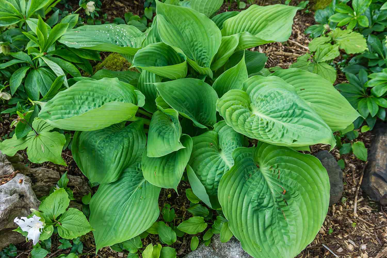 Green Thumb Hosta