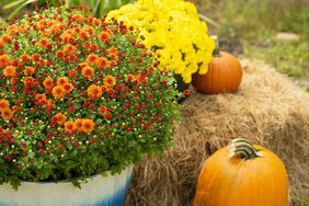 A fallthemed arrangement with flowers pumpkins and a hay bale