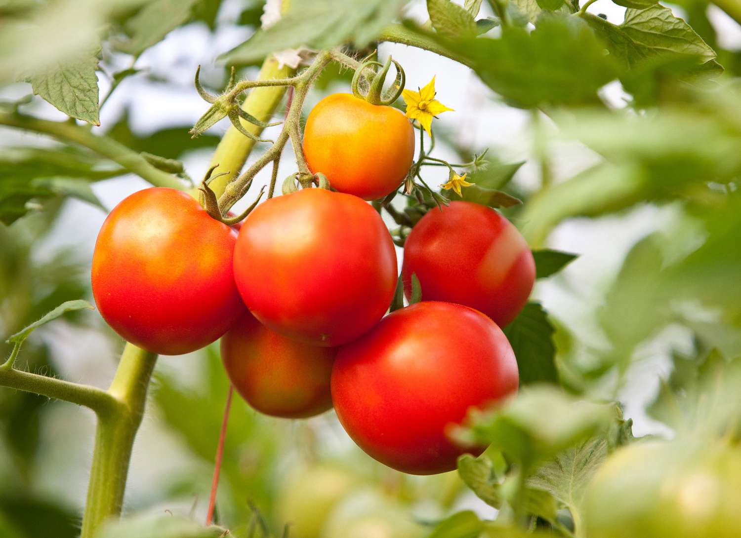 tomatoes growing on a vine