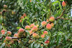 Peaches on peach tree