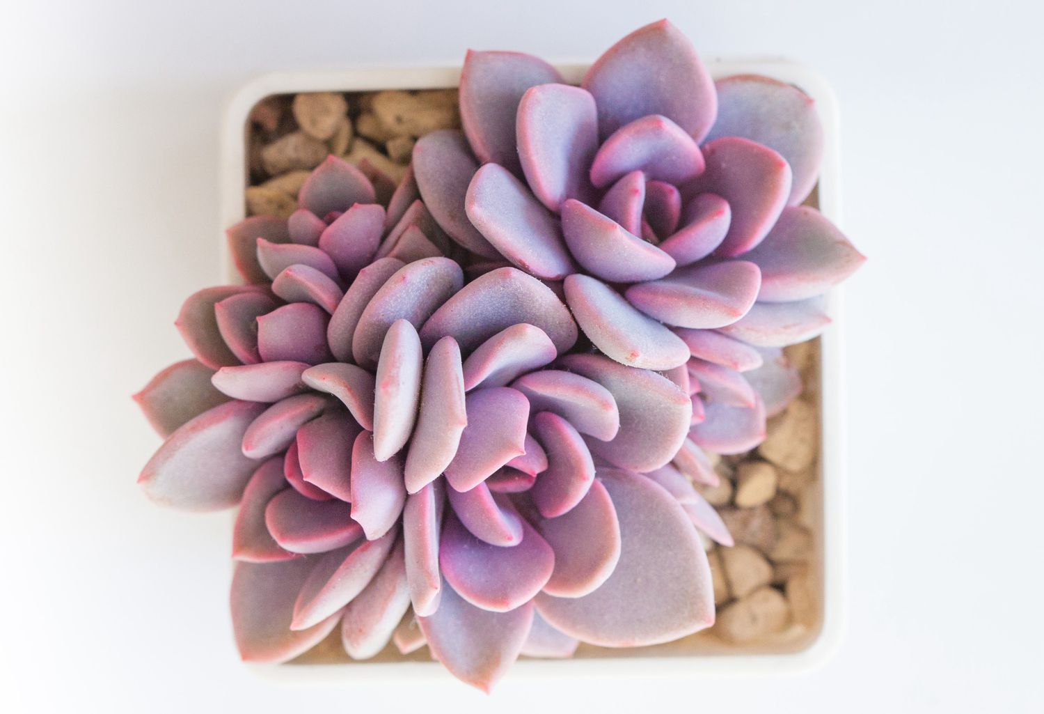 Pink graptoveria Debbie succulent houseplants 