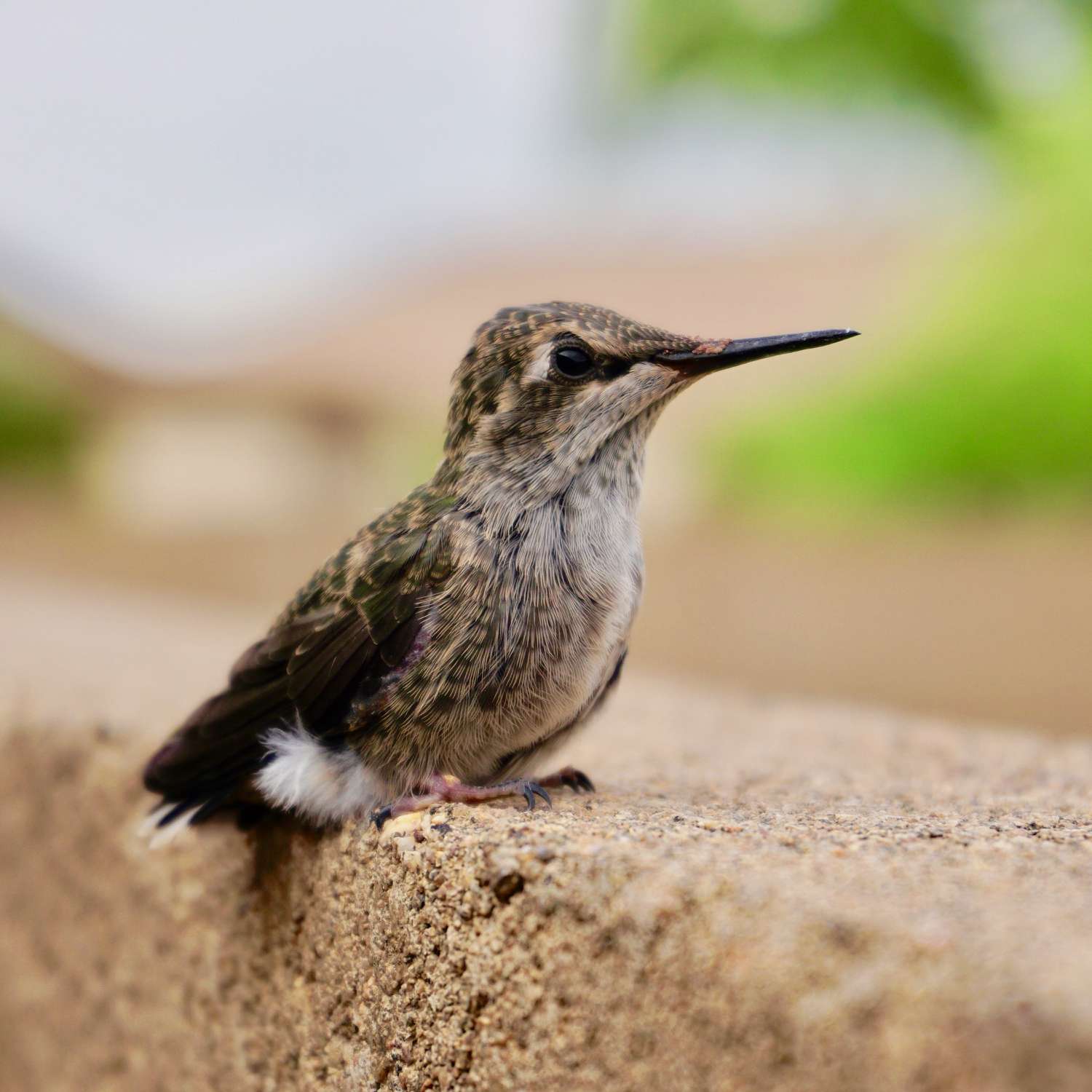 A small bird perched on a ledge