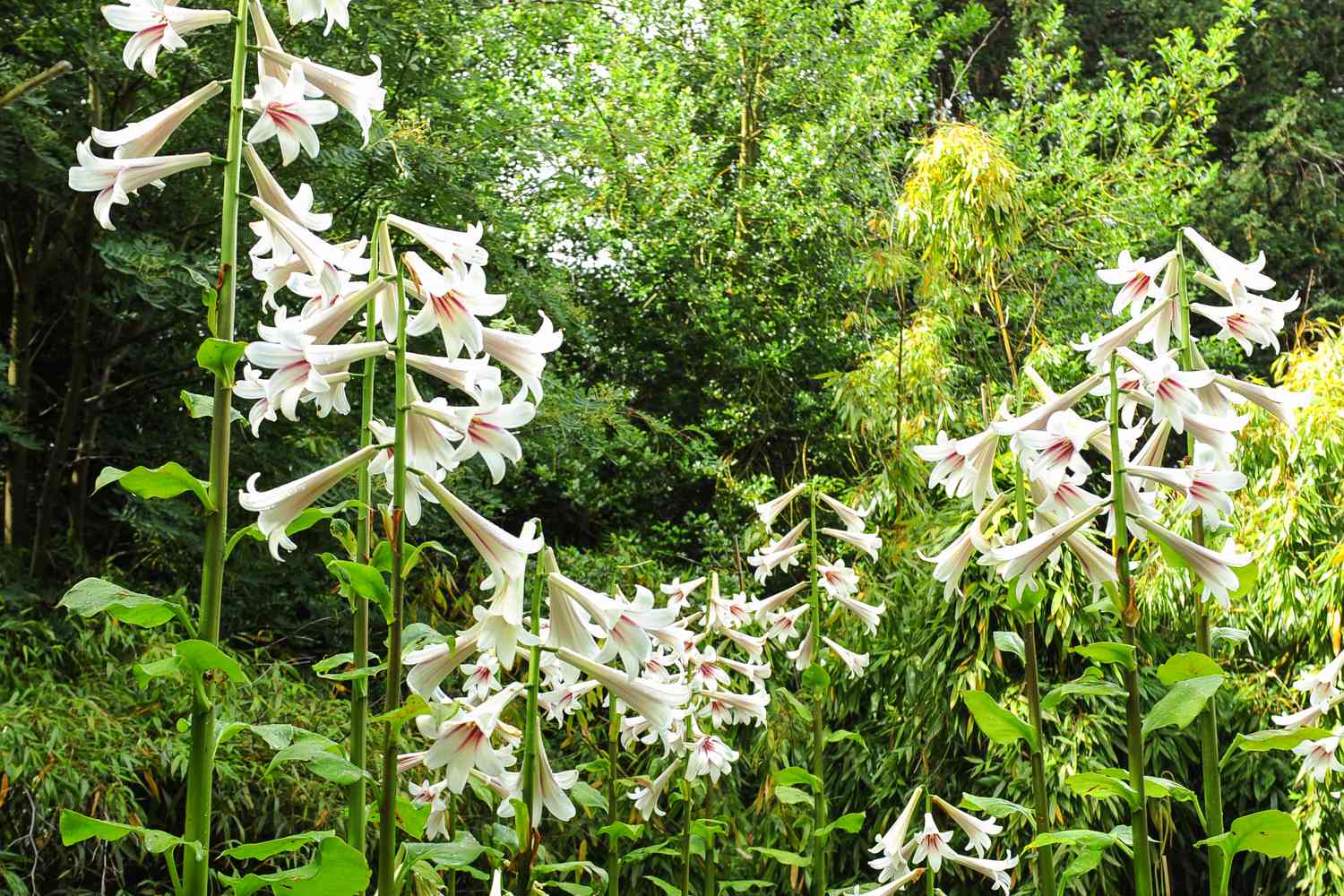 Giant Himalayan Lily
