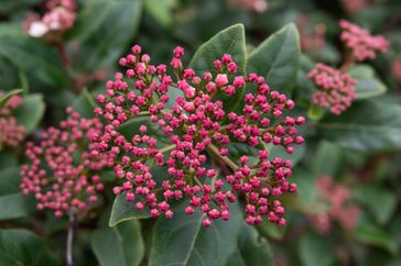 Laurustinus viburnum (Viburnum tinus) flower buds in winter.