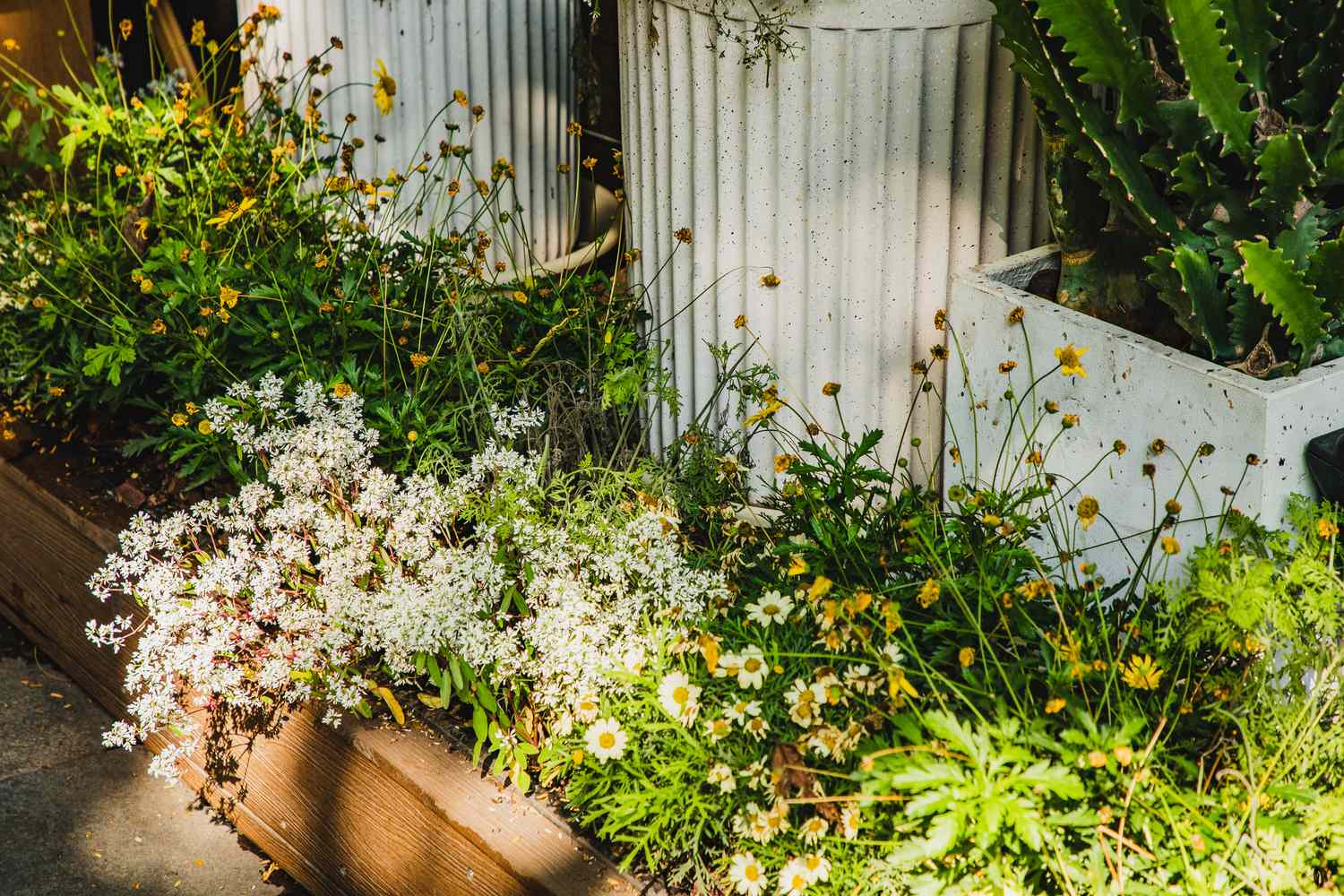 A wooden planter box with white flowering plants and yellow daisies, surrounded by cylindrical modern planters outdoors