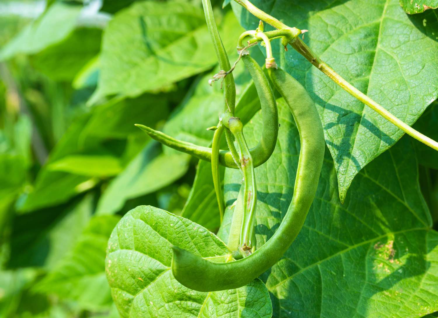 green beans growing in a garden