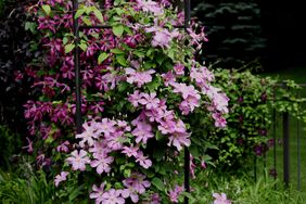 Clematis vines growing on pergola and fence