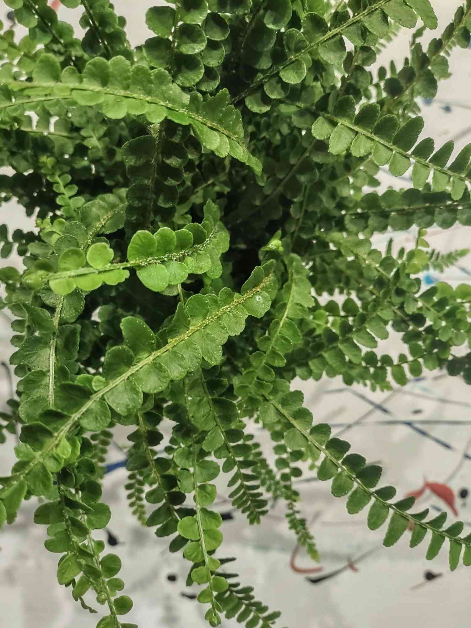 button fern