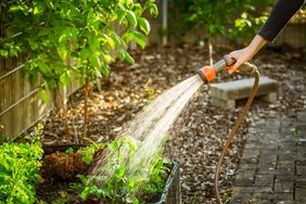 Watering salad in raised bed in garden with a hose. Gardening in spring time.