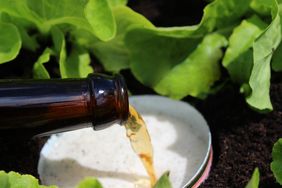 beer used in trap in garden