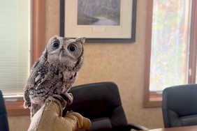 Spike the owl
