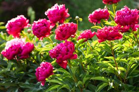deep pink peonies in garden