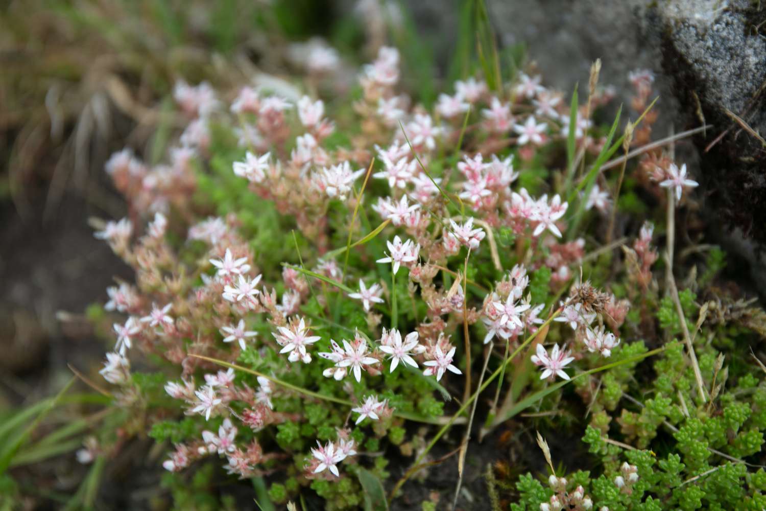 English stonecrop (Sedum anglicum) 